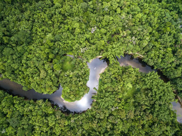 One Trillion Trees, soluzione o toppa?